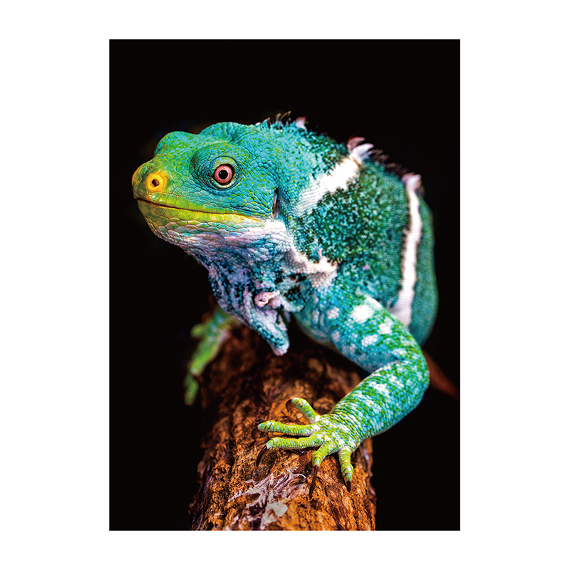 Handsome Chameleon Wooden Jigsaw Puzzle - aimpuzzle